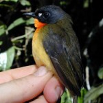 Olive-backed Forest Robin