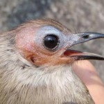 Bare-faced Bulbul