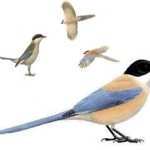 Azure-Winged Magpie