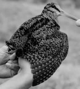 Bukidnon Woodcock