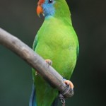 Camiguin Hanging-parrot