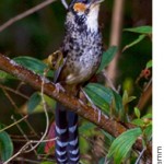 Chestnut-eared Laughingthrush