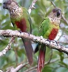 Hellmayrs Parakeet