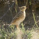 Kimberley Pipit