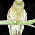 Little Sumba Hawk-owl