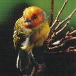 Lulus Tody-tyrant