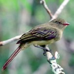 Mishana Tyrannulet
