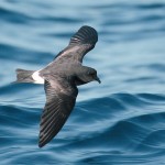 Monteiros Storm-petrel