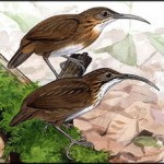 Naung Mung Scimitar-Babbler
