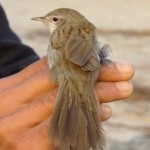 Nepal Rufous-vented Prinia