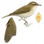Arctic Warbler