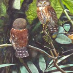 Pernambuco Pygmy Owl