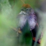 Rio Orinoco Spinetail
