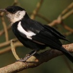 Ruaha Chat