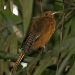 Rufous Twistwing