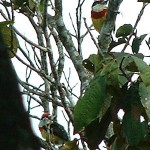 Scarlet-banded Barbet