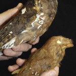 Solomon Islands Frogmouth