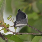 Spectacled Flowerpecker
