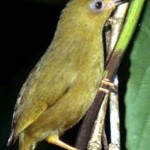 Vanikoro White-eye