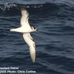 White-necked Petrel