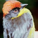 Yariguies Brush-finch
