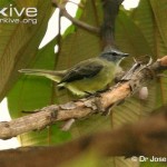 Yungas Tyrannulet