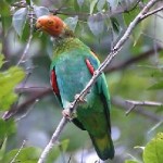 bald parrot
