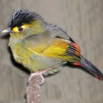 bugun liocichla