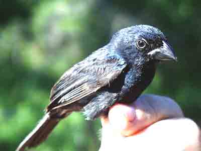 carrizal seedeater