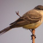 chapada flycatcher