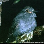 chestnut-capped piha