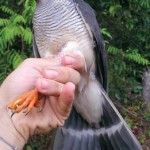 cryptic forest-falcon