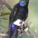 gorgeted puffleg