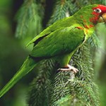 hockings Conure