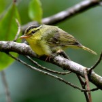 limestone leaf warbler