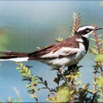 mekong wagtail