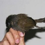Nonggang Babbler