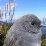 pale-bellied tapaculo