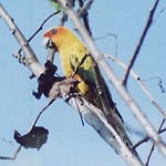 sulfur-breasted parakeet