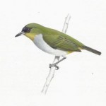 togian white-eye