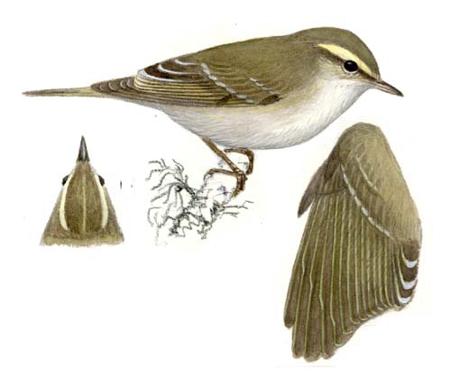 Yellow-Browed Warbler