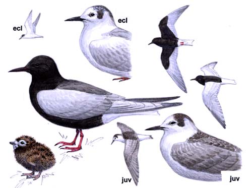 White-Winged Tern 