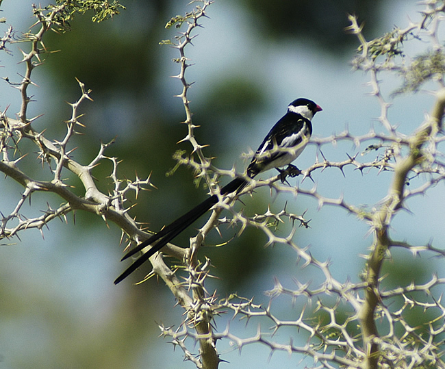 Pintailed whydah