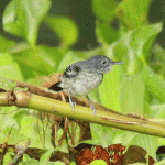 Band-tailed Antshrike