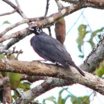 Bare-necked Fruitcrow