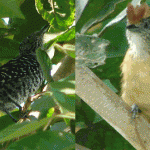 Barred Antshrike