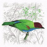 Bay-headed Tanager