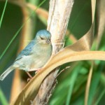Bicolored Conebill