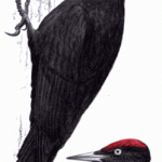 Black Woodpecker