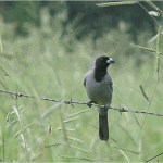 Black-faced Tanager